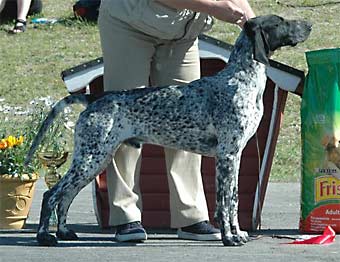 german shorthaired pointer, lyhytkarvainen saksanseisoja