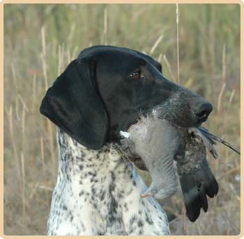 german shorthaired pointer, lyhytkarvainen saksanseisoja