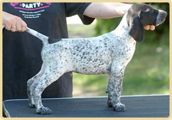 german shorthaired pointer, lyhytkarvainen saksanseisoja